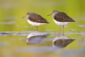 Tringa: Green Sandpiper (Tringa ochropus), two birds res