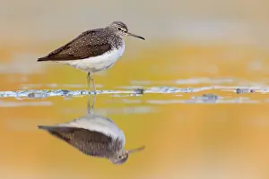 Tringa: Green Sandpiper (Tringa ochropus), side view of