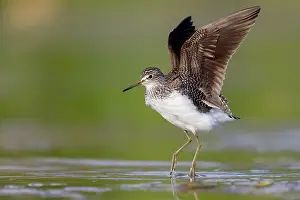Away: Green Sandpiper (Tringa ochropus), side view of