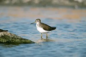 Chris Knights: GREEN SANDPIPER - in water