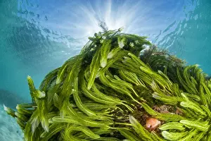 Thallophyta: Green sea feather (Caulerpa sertularioides), Vivonne
