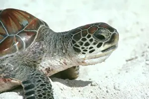 Caymanian: Green Sea Turtle