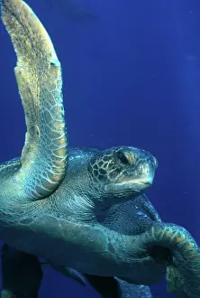 Flipper: Green Sea Turtle