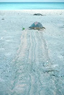 Returning: Green Sea Turtle