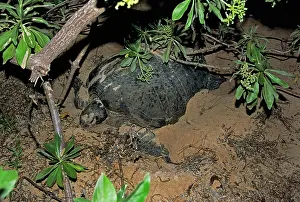 Sipadan: Green Sea Turtle