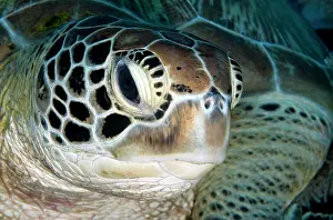 Trawangan: Green Sea Turtle