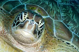 Trawangan: Green Sea Turtle
