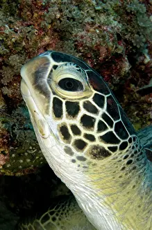 Trawangan: Green Sea Turtle