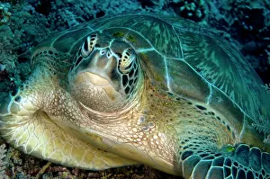 Trawangan: Green Sea Turtle