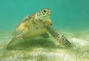 Blooded: Green Sea Turtle