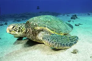 Cheloniidae: Green Sea Turtle