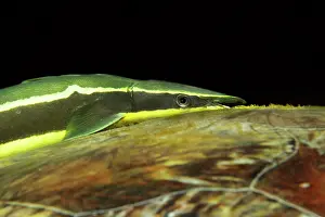 Sucker: Green Sea Turtle