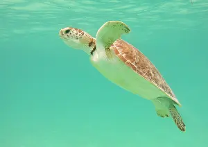 Shield: Green Sea Turtle