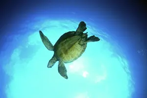 Abdomen: Green Sea Turtle