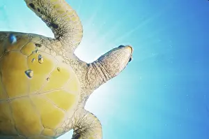 Abdomen: Green Sea Turtle