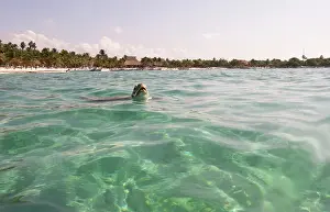 Mydas: Green Sea Turtle
