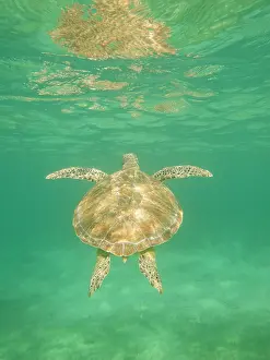 Mydas: Green Sea Turtle