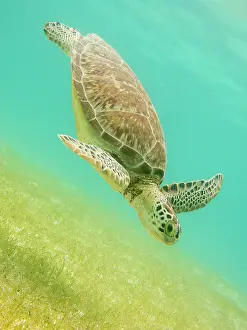 Mydas: Green Sea Turtle