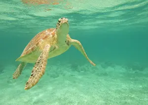 Mydas: Green Sea Turtle