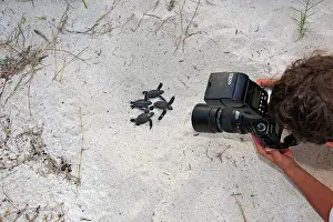 Cameras: Green sea turtle - baby birth