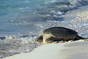 Entering: Green Sea Turtle - on beach entering sea