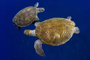 Cheloniidae: Green sea turtle (Chelonia mydas). Tenerife, Canary