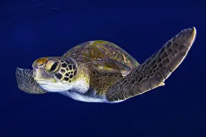 Cheloniidae: Green sea turtle (Chelonia mydas). Tenerife, Canary