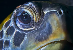 Cheloniidae: Green sea turtle (Chelonia mydas). Tenerife, Canary