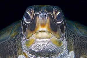 Cheloniidae: Green sea turtle (Chelonia mydas). Tenerife, Canary