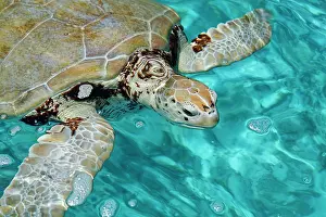 Parts: Green sea turtle (Chelonia mydas), Guadeloupe, France