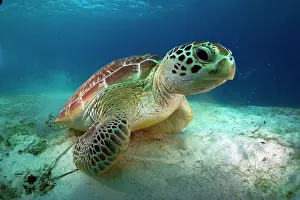Mydas: Green Sea Turtle (Chelonia mydas), Balnek, Busuanga
