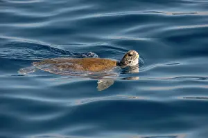 Mydas: Green sea turtle (Chelonia mydas). Tenerife, Canary