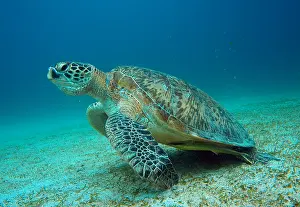 Mydas: Green sea turtle (Chelonia mydas), during eatin