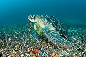 Lombok: Green sea turtle Chelonia mydas endangered IUCN Meno wall di