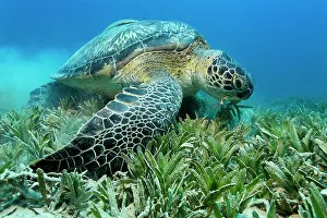 Mydas: Green Sea Turtle (Chelonia mydas) feeding on sea