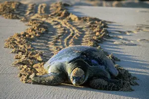Mydas: Green Sea Turtle (Chelonia mydas) Female