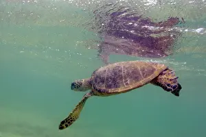 051218: Green Sea Turtle (Chelonia mydas) foraging for food
