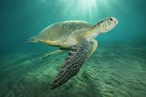 Mydas: Green Sea Turtle (Chelonia mydas) with Live sharksucker