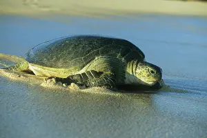 Mydas: Green Sea Turtle, (Chelonia mydas), nesting