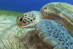 Swallowing: Green sea turtle (Chelonia mydas) in seagrass -