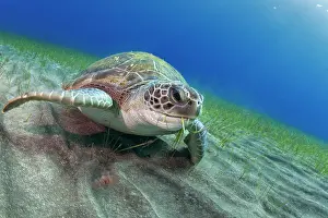 Swallowing: Green sea turtle (Chelonia mydas) in seagrass -