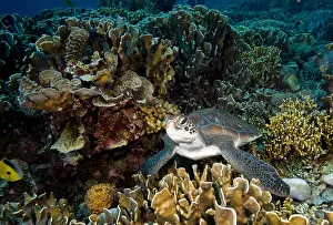 Mydas: Green Sea Turtle (Chelonia mydas) sleeping on t