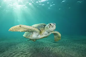 Mydas: Green Sea Turtle (Chelonia mydas) swim over sandy
