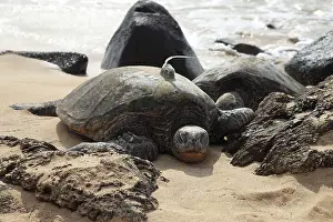 Sunning: Green Sea Turtle with GPS