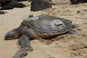 Sunning: Green Sea Turtle with GPS