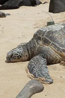 Sunning: Green Sea Turtle with GPS
