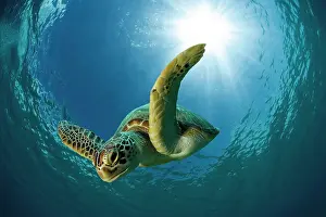 Dwellers: Green sea turtle or Green turtle (Chelonia mydas)