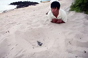 Pits: Green sea turtle - hatchlings