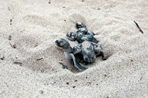 Safe: Green sea turtle - hatchlings