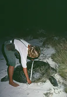 Measured: Green Sea Turtle - Being measured for scientific